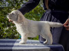 Золотистый ретривер девочка