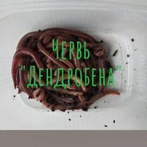 Червь Дендробена